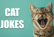 The 36 Best Cat Jokes of 2025