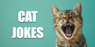 The 36 Best Cat Jokes of 2025