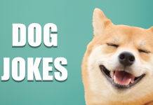 The 36 Best Dog Jokes of 2025