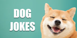 The 36 Best Dog Jokes of 2025